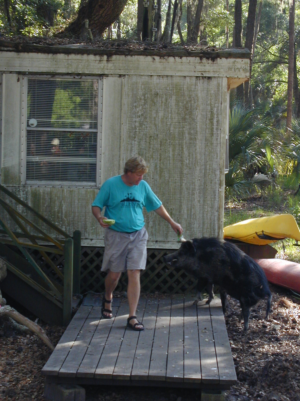 Wildlife — Ossabaw Island